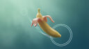 google/nano-banana-2.1